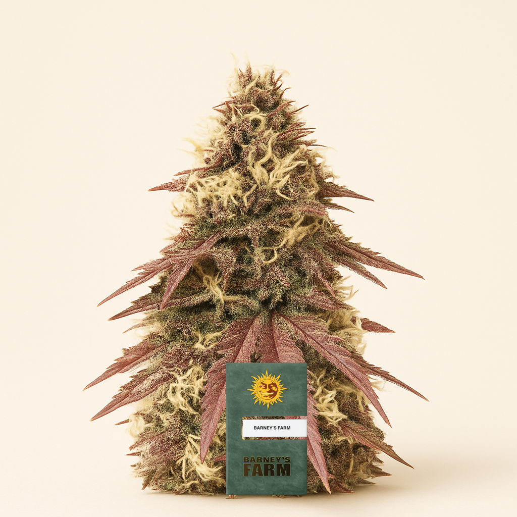 Sour Strawberry feminisierte Samen (Barney’s Farm)