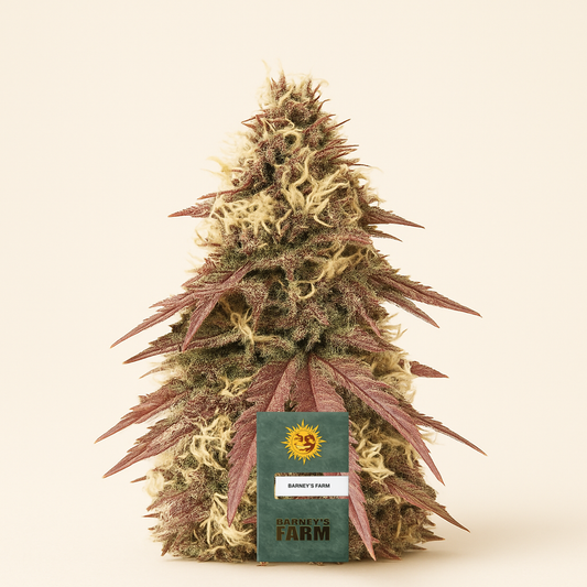 Sour Strawberry feminisierte Samen (Barney’s Farm)