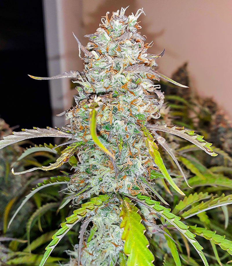 Black Herer Autoflower Cannabispflanze – EGS, Foto 4