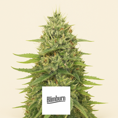 Gorilla G4 Auto (BlimBurn Seeds) Cannabis-Samen