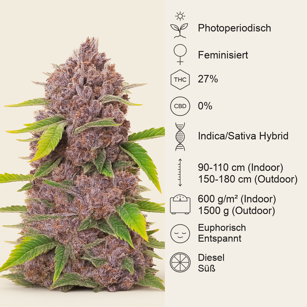 Runtz feminisierte Samen (Barney’s Farm)