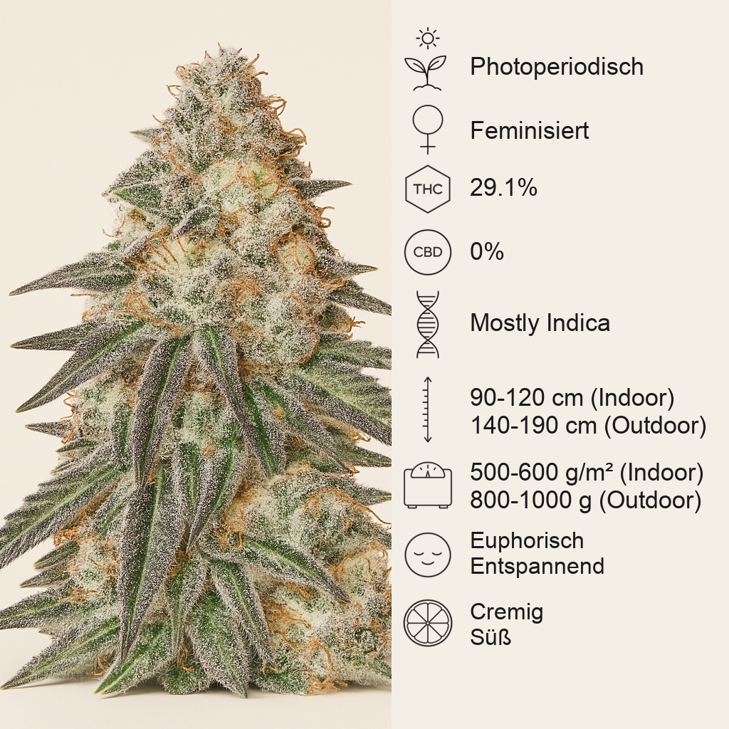 Runtz Punch feminisierte Samen (Herbies Seeds)