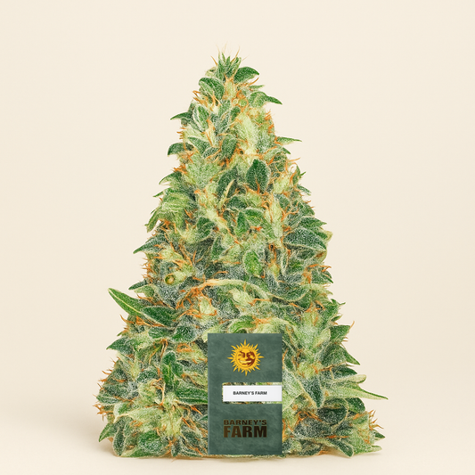 Amnesia Haze Auto Samen feminisiert (Barney's Farm)