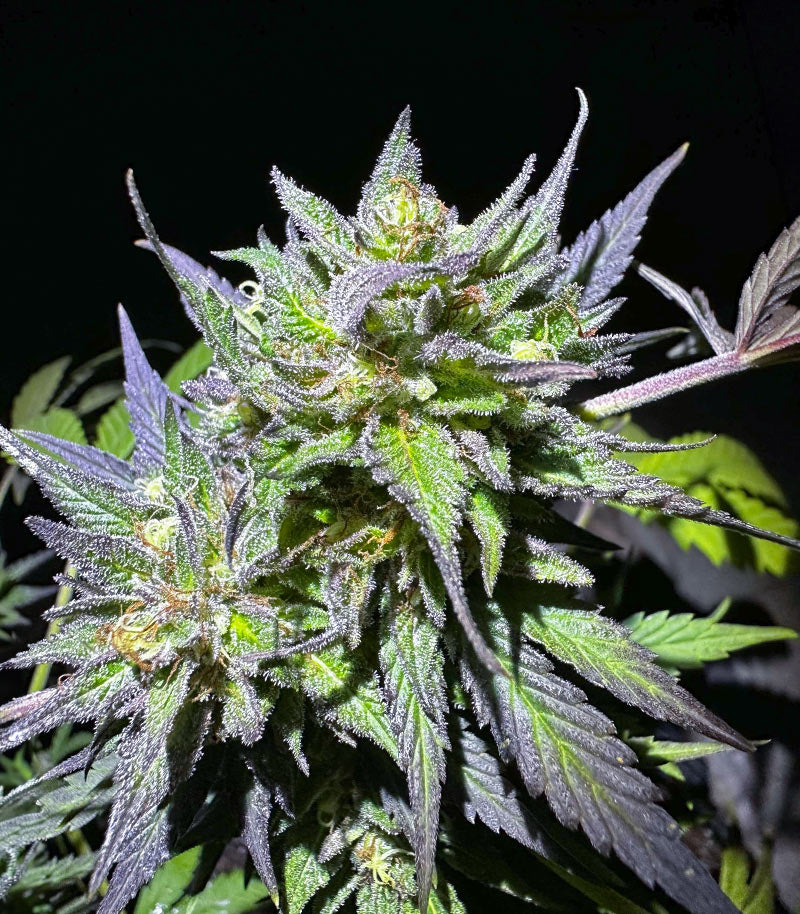 Purple Lemonade Fast Flowering Cannabispflanze – Fast Buds, Foto 4