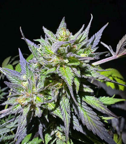 Purple Lemonade Fast Flowering Cannabispflanze – Fast Buds, Foto 4