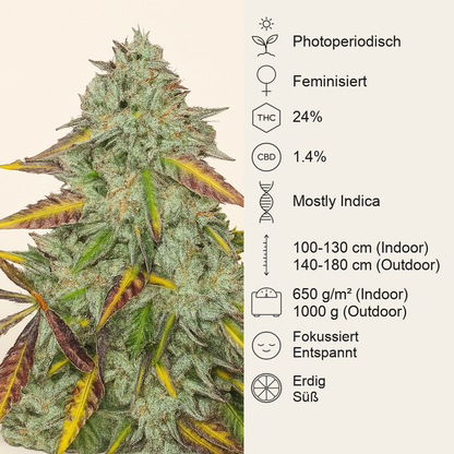Peyote Critical (Barney's Farm) Cannabis-Samen