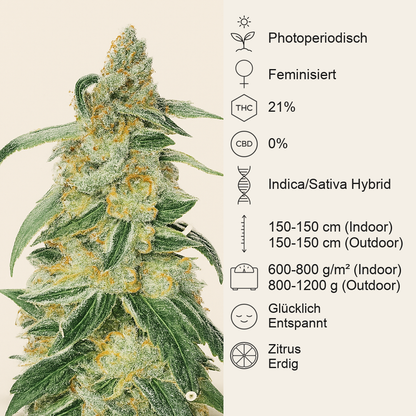 RudeBoi OG F1 feminisierte Samen (Seedkeepers)