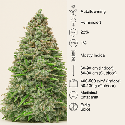Original Afghan Kush Auto feminisiertes Saatgut (Fast Buds)