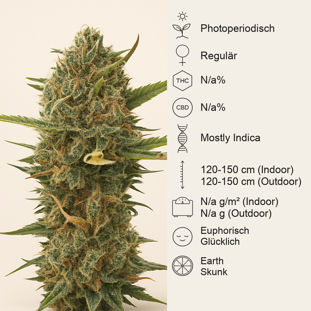 Super Skunk regular (Sensi Seeds) Cannabis-Samen