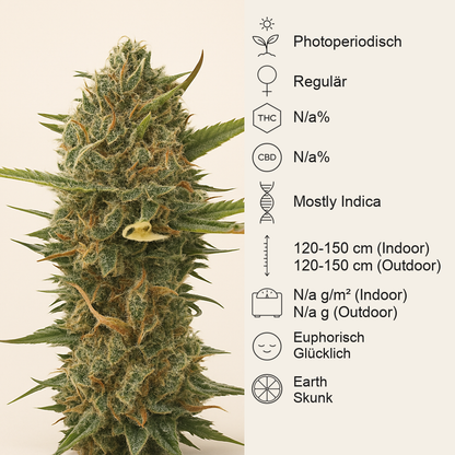 Super Skunk regular (Sensi Seeds) Cannabis-Samen