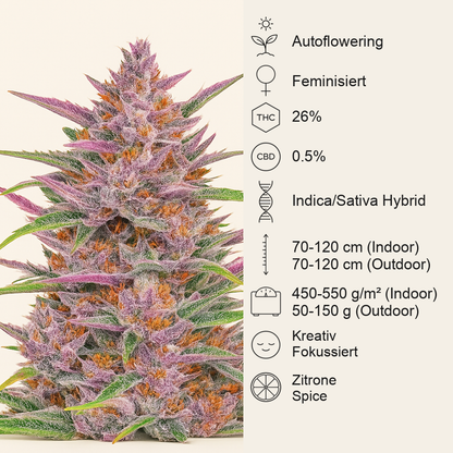 Gorilla Punch Auto feminisierte Samen (Fast Buds)
