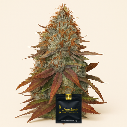 Cinnamon Buddha OG (Humboldt Seeds Organization)