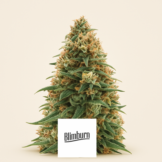 Girl Scout Cookies Auto (BlimBurn Seeds) Cannabis-Samen