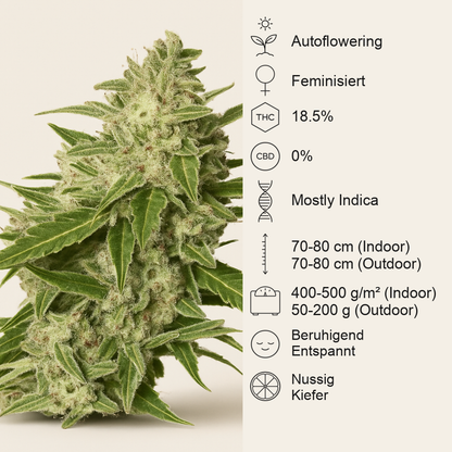 Auto Mazar (Dutch Passion) Cannabis-Samen
