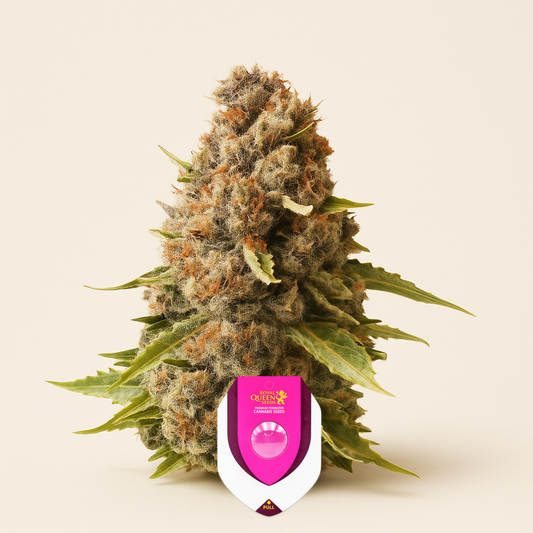 Euphoria CBD (RQS) Cannabis-Samen
