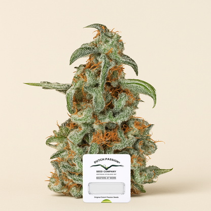 Orange Bud (Dutch Passion) Cannabis-Samen