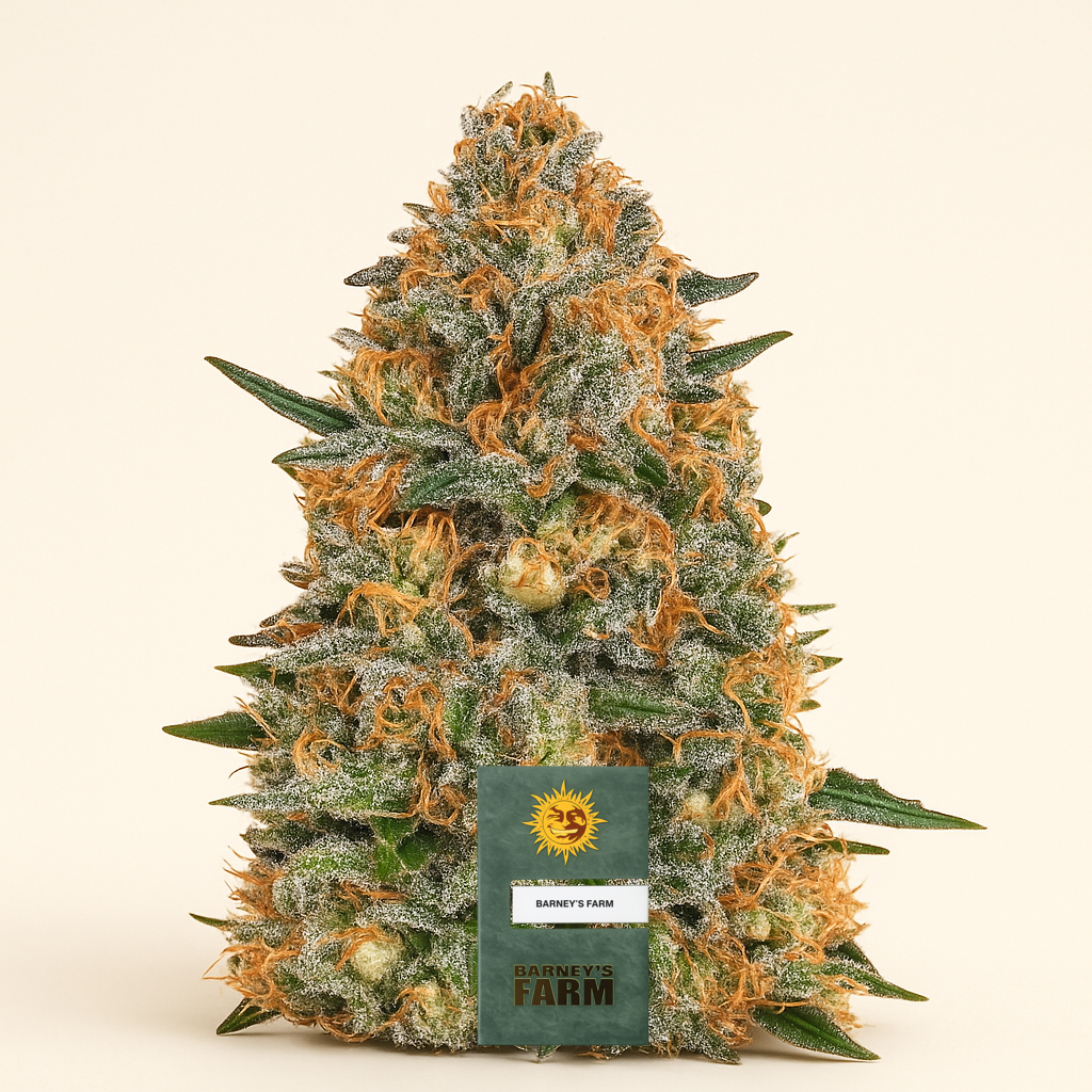 Bubba Kush Samen feminisiert (Barney's Farm)