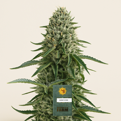 Limoncello feminisierte Samen (Barney's Farm)