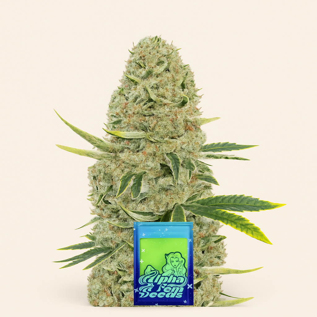 Kali Banner feminisierte Samen (AlphaFem Seeds)