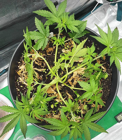 Skywalker Haze Cannabispflanze – Dutch Passion, Foto 13