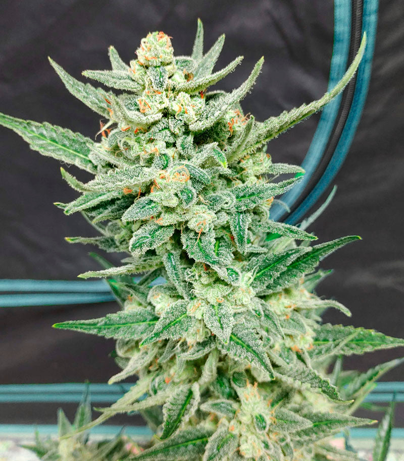 Strawberry Banana Auto Cannabispflanze – Fast Buds, Foto 2