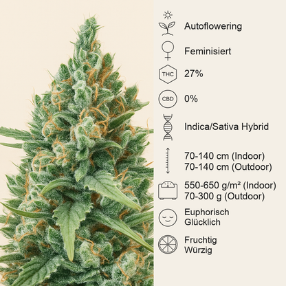 Godzilla Original Glue GG#4 Auto-Samen (Herbies Seeds)