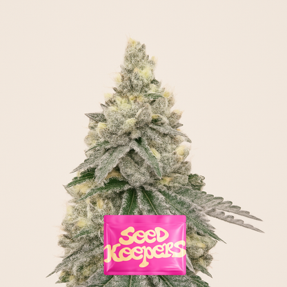 Purple Tropicana Cookies Autoflower feminisierte Samen (Seedkeepers)
