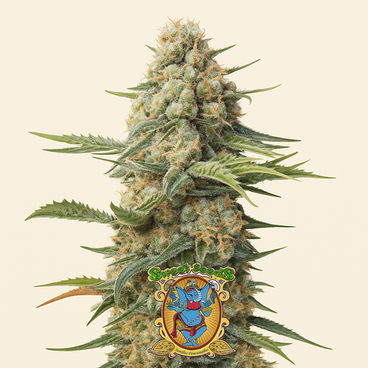 Crystal Candy F1 Fast Version (Sweet Seeds)