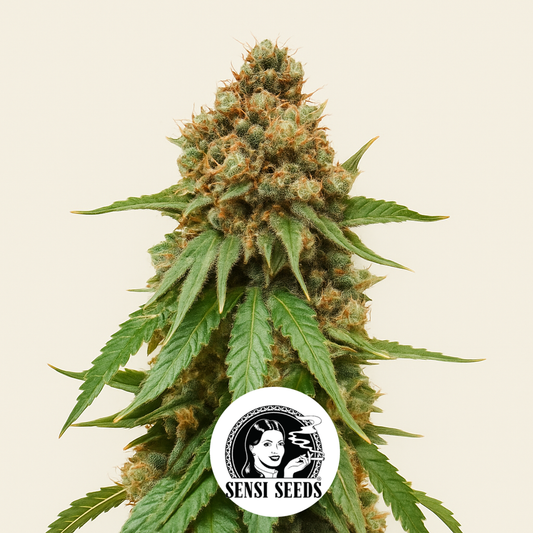 Northern Lights regular (Sensi Seeds) Cannabis-Samen