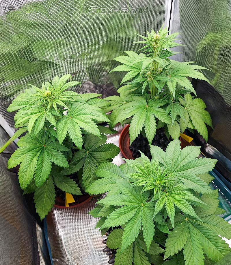 Lemon Cherry Cookies Auto Cannabispflanze – Fast Buds, Foto 5