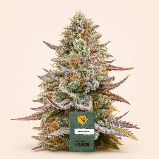 Gorilla Z feminisierte Samen (Barney's Farm)