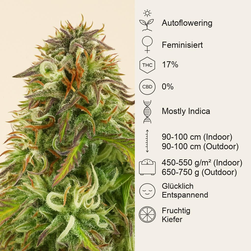 Northern Lights Auto feminisierte Samen (Herbies Seeds)