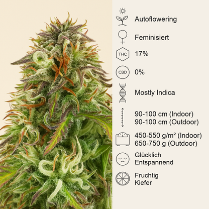 Northern Lights Auto feminisierte Samen (Herbies Seeds)
