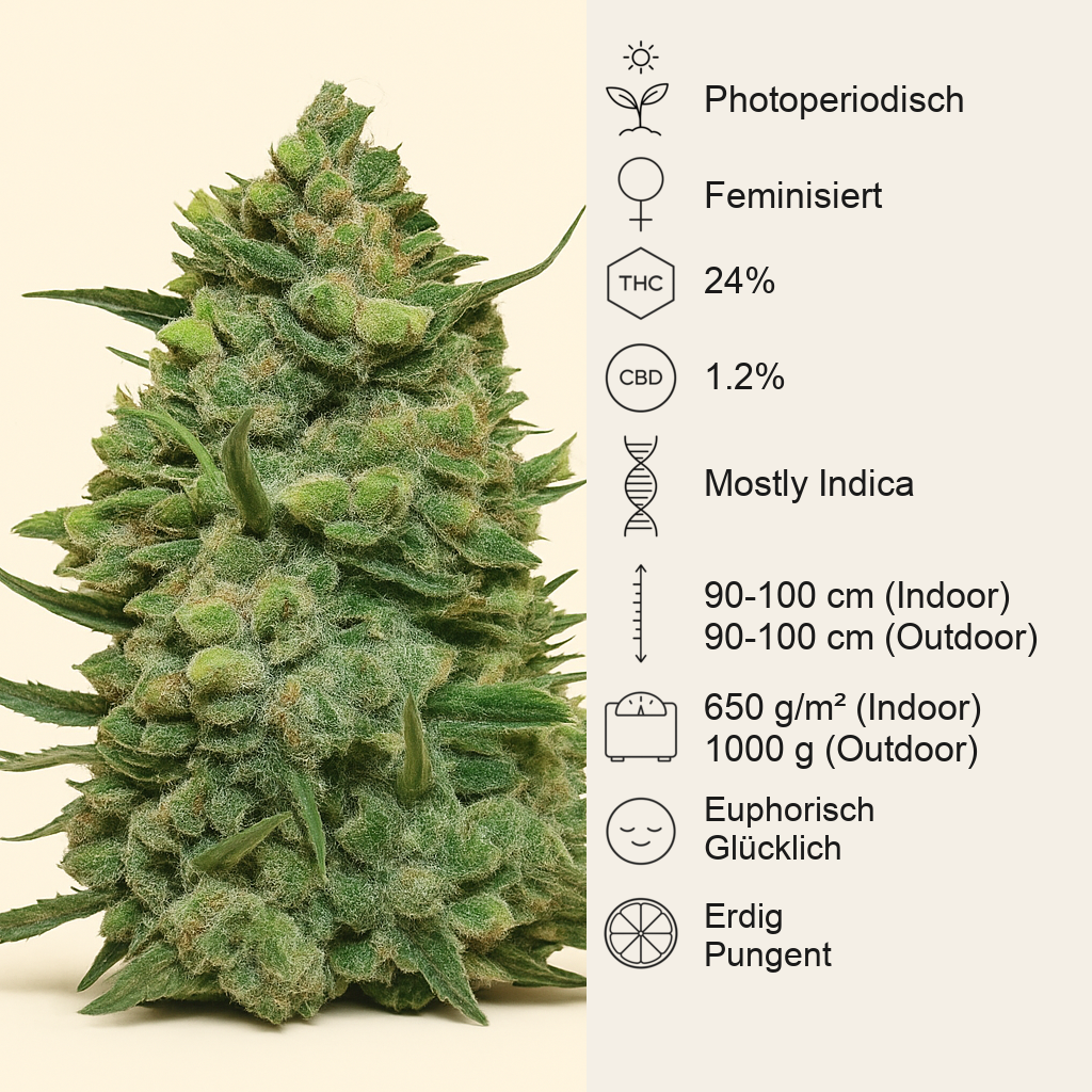 Cookies Kush (Barney's Farm)