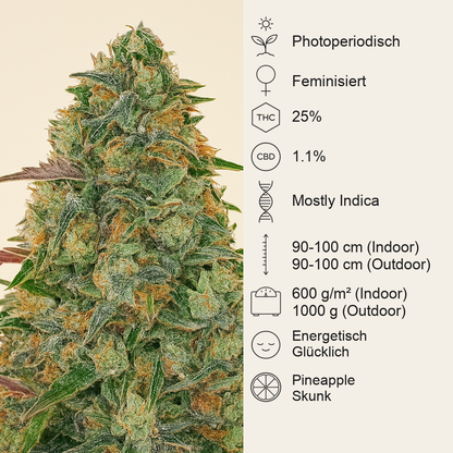 Pineapple Chunk feminisierte Samen (Barney’s Farm)