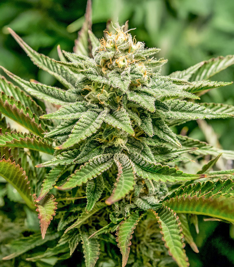 1-800-Cinderella-99 Autoflower Cannabispflanze – Seedkeepers, Foto 1