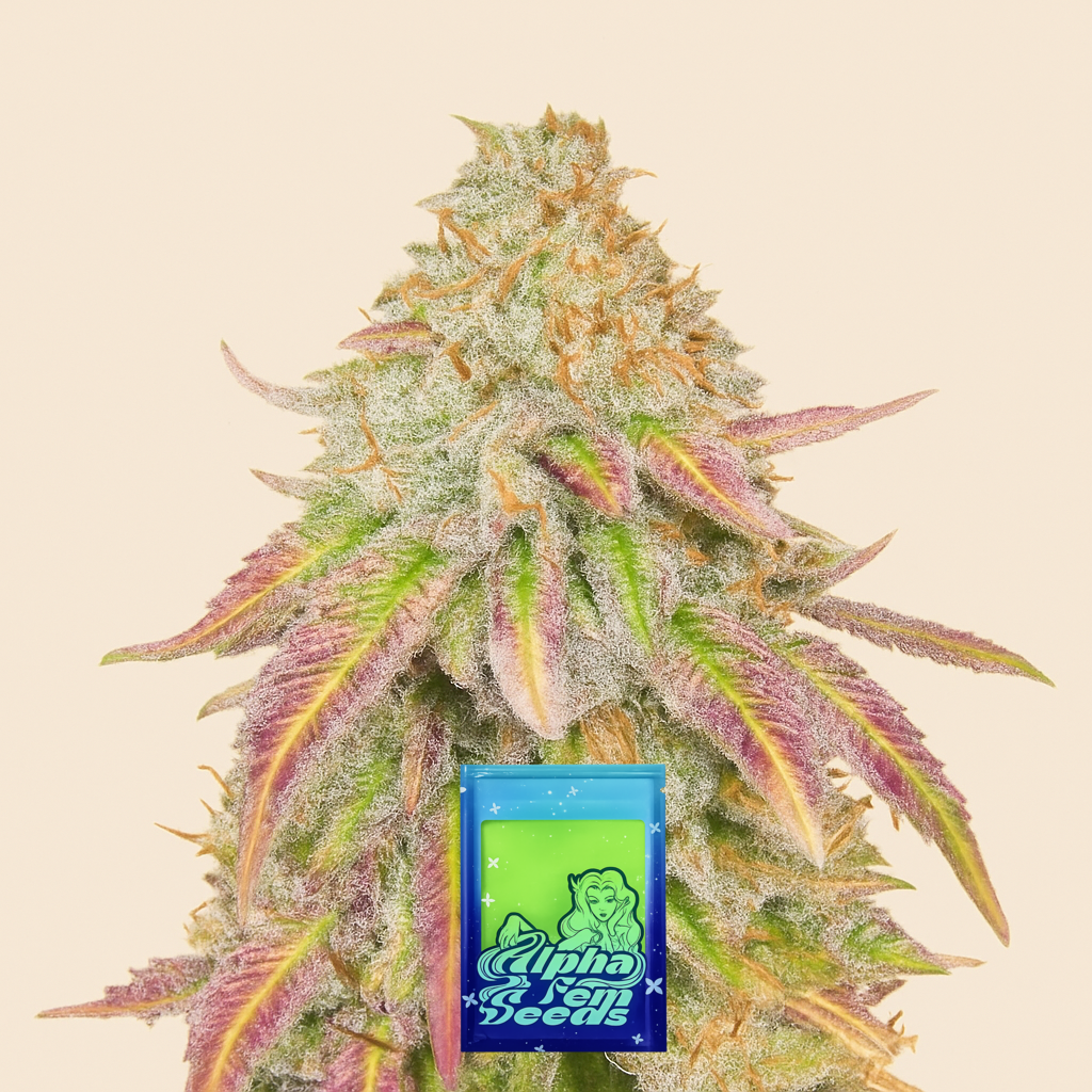 Grandaddy Banner feminisierte Samen (AlphaFem Seeds)