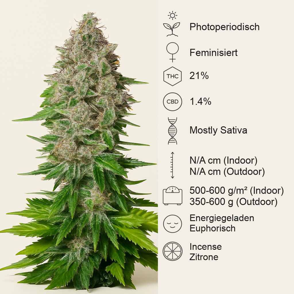 Jack 47 F1 Fast Version (Sweet Seeds) Cannabis-Samen