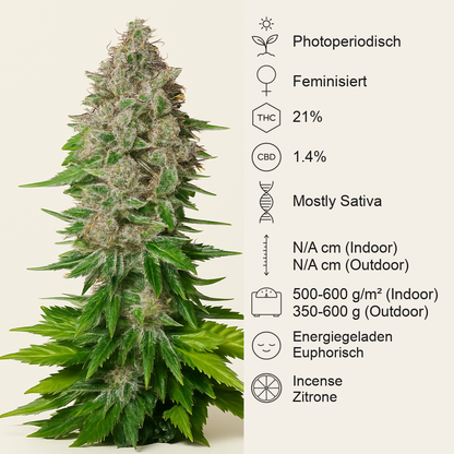 Jack 47 F1 Fast Version (Sweet Seeds) Cannabis-Samen