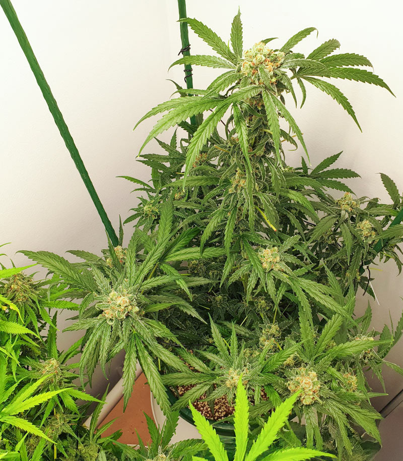 1-800-Cinderella-99 Autoflower Cannabispflanze – Seedkeepers, Foto 4