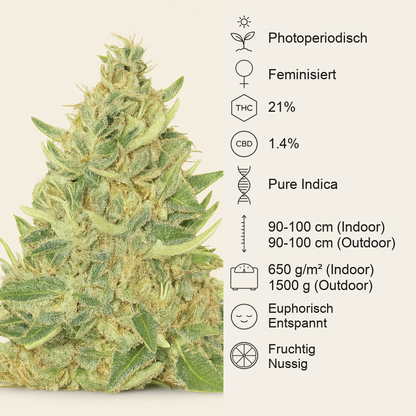 Ayahuasca Purple (Barney's Farm) Cannabis-Samen