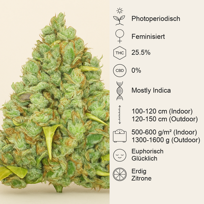 Critical XXL feminisierte Samen (Herbies Seeds)