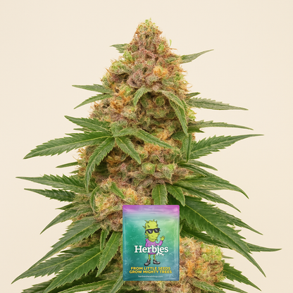 Orange Buddy Auto-Samen (Herbies Seeds)