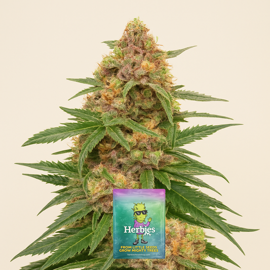 Orange Buddy Auto-Samen (Herbies Seeds)