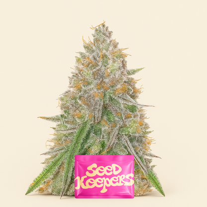 Sangria Poison Autoflower feminisierte Samen (Seedkeepers)
