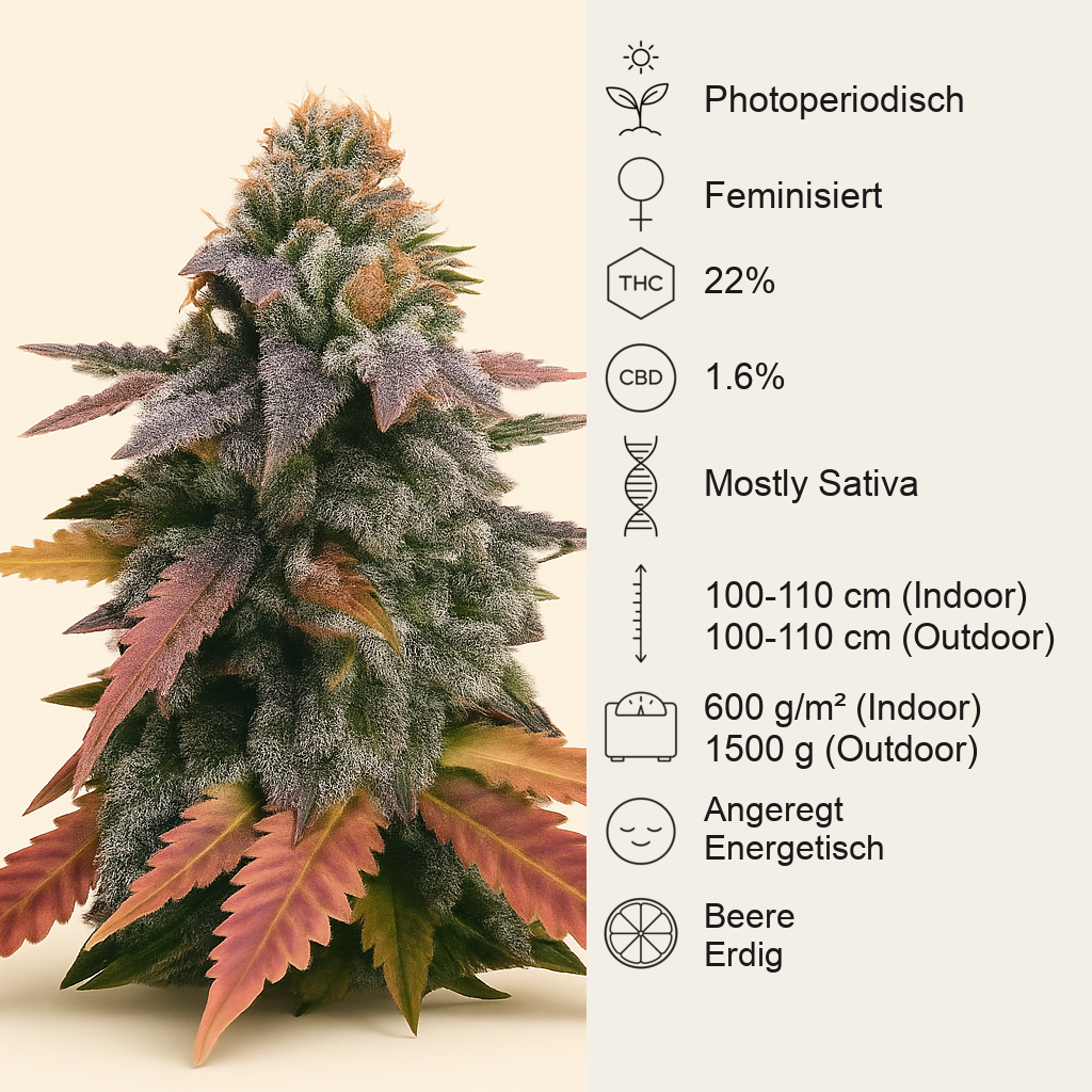 Laughing Buddha feminisierte Samen (Barney’s Farm)