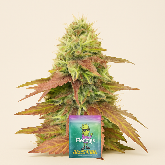 CBD Apple Betty Auto (Herbies Seeds)