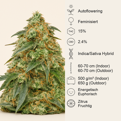 Tangerine Dream Auto (Barney's Farm) Cannabis-Samen