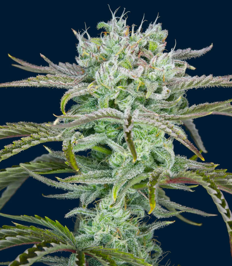 Strawberry Banana Auto Cannabispflanze – Fast Buds, Foto 4