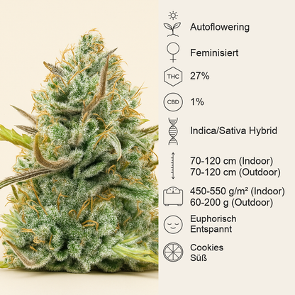 Guava Auto feminisierte Samen (Fast Buds)